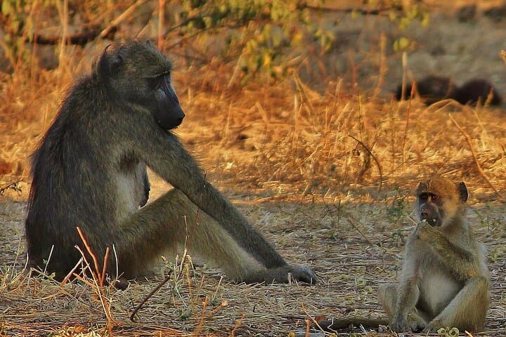 Chobe National Park Day and Overnight Game Safari: Boat and Jeep Wildlife Experience photo 6