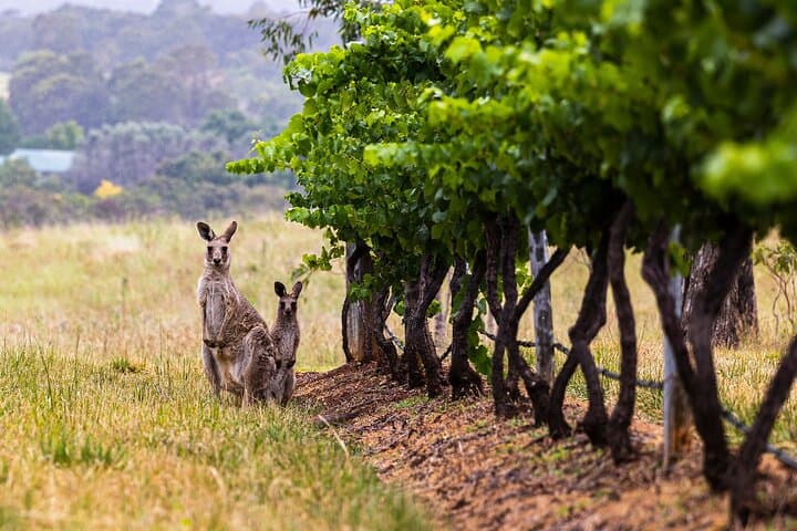 Hunter Valley Private Wine Tour: Customisable Tastings & Boutique Cellar Doors photo 2