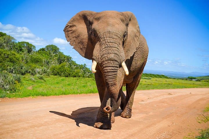 Schotia Game Reserve Safari from Port Elizabeth — Big 5 Day Tour
