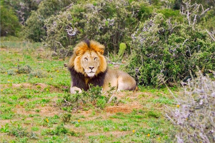 Schotia Game Reserve Safari from Port Elizabeth — Big 5 Day Tour photo 3