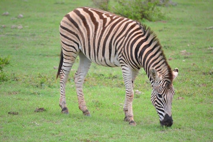 Schotia Game Reserve Safari from Port Elizabeth — Big 5 Day Tour photo 4