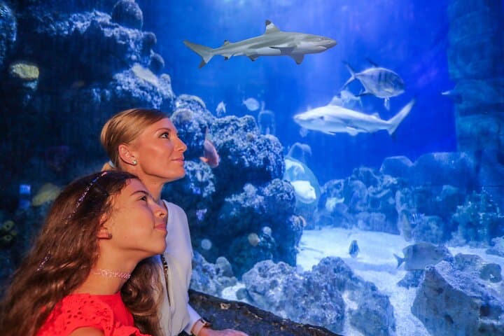 SEA LIFE Munich: Ocean Tunnel, 20+ Sharks & Family-Friendly Aquarium in Olympic Park