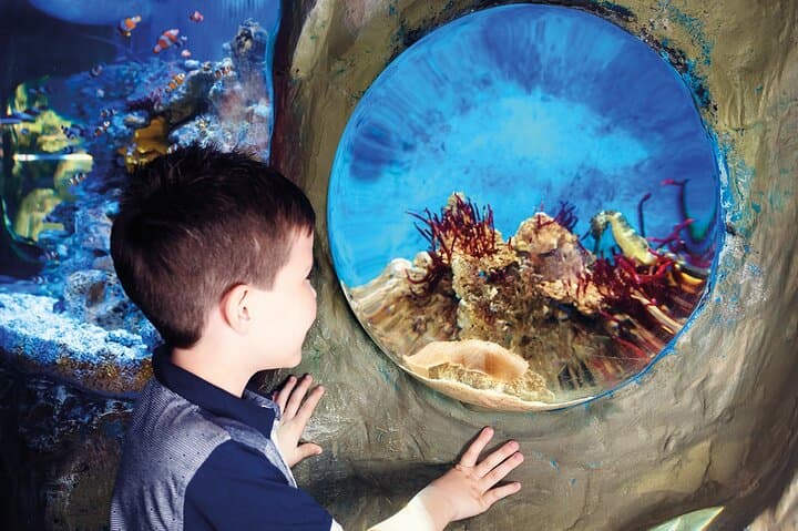 SEA LIFE Timmendorfer Strand: Explore Baltic Seas & Tropical Tanks photo 6