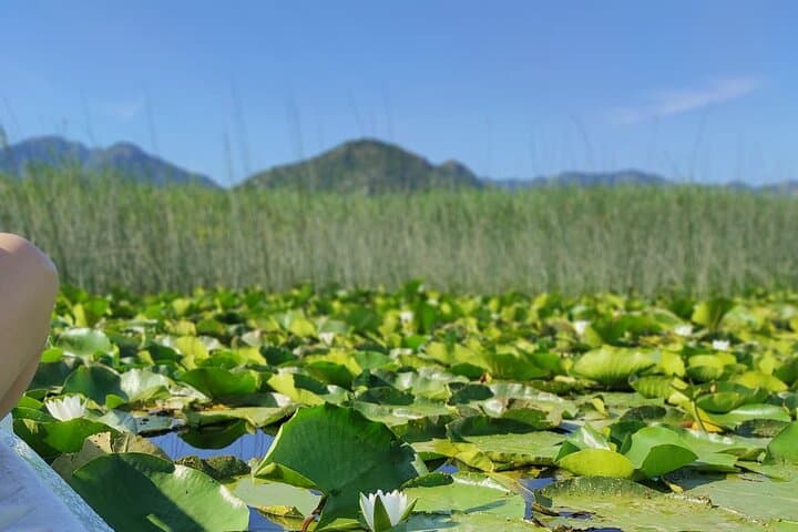 Kayak Day on Skadar Lake: Paddle Virpazar, Lesendro & the Bird Sanctuary photo 3