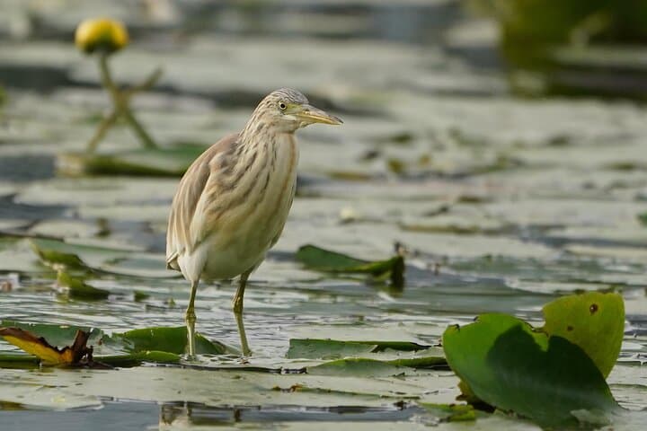 Private Skadar Lake Cruise from Virpazar — Birds, Wild Swimming & Lesendro Fortress photo 2