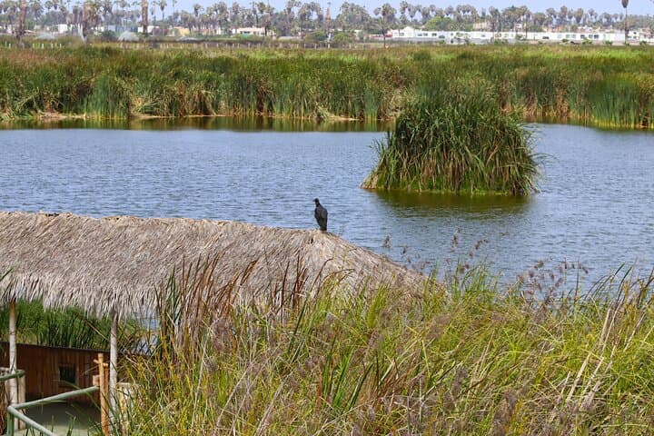 Pantanos de Villa Birdwatching Tour — Last Urban Wildlife Refuge in Lima photo 5