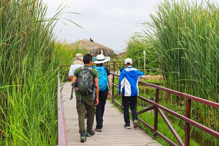 Pantanos de Villa Birdwatching Tour — Last Urban Wildlife Refuge in Lima photo 2