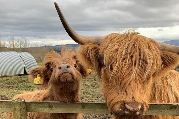 Private Scottish Highlands Day Tour from Edinburgh — Lochs, Castles & Highland Cows