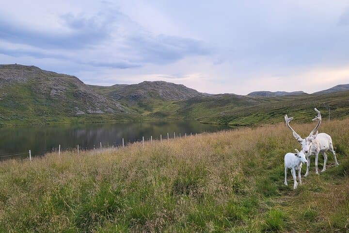 North Cape & King Crab Express from Honningsvåg: Arctic Coastal Tour and Museum Visit photo 5