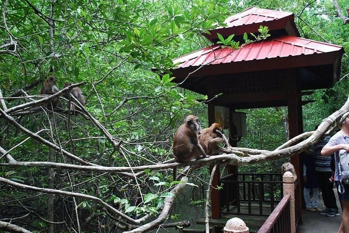 Kilim Mangrove & Limestone Cave Boat Tour — Langkawi UNESCO Geopark photo 5