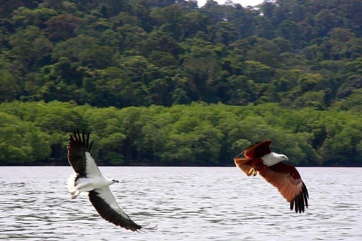 Langkawi Private Island Hopping: Dayang Bunting, Beras Basah & Eagle Watching photo 3