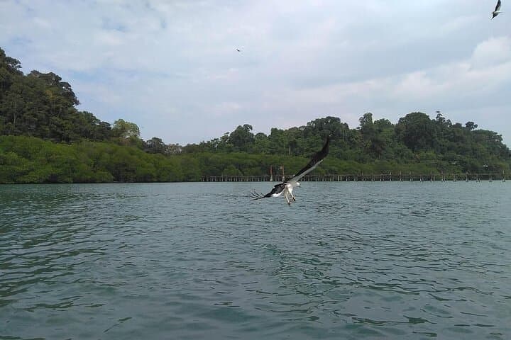Langkawi Private Island Hopping: Dayang Bunting, Beras Basah & Eagle Watching photo 4
