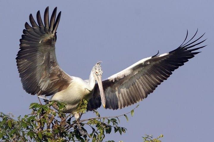 Birds of Tonle Sap: A Private Day at Prek Toal and Floating Villages