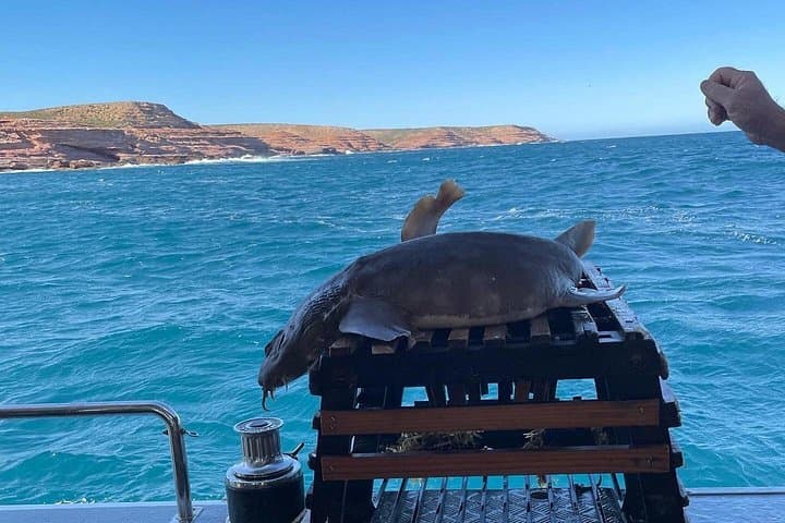 Kalbarri Rock Lobster Pot-Pull: Two-Hour Lobster Fishing Cruise on Nebraska II photo 4