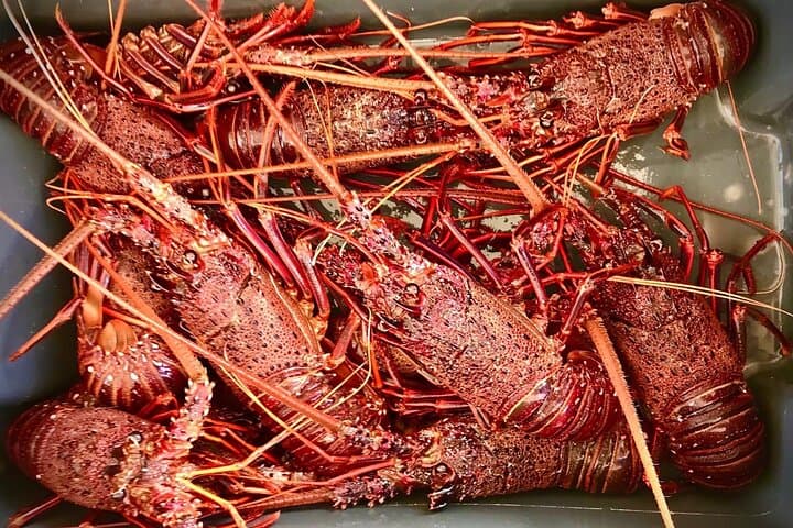 Kalbarri Rock Lobster Pot-Pull: Two-Hour Lobster Fishing Cruise on Nebraska II photo 2