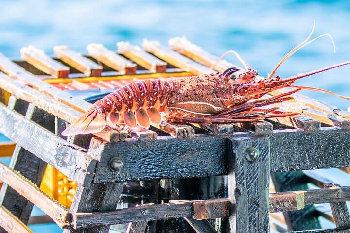 Kalbarri Rock Lobster Pot-Pull: Two-Hour Lobster Fishing Cruise on Nebraska II