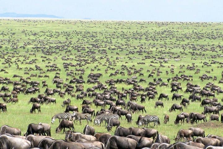 Migration Calving Safari: 5-Day Ndutu & Serengeti Wildlife Journey photo 4