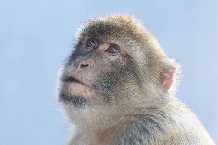 Full-Day Gibraltar Premium Guided Tour: Rock, Caves & Barbary Macaques photo 3