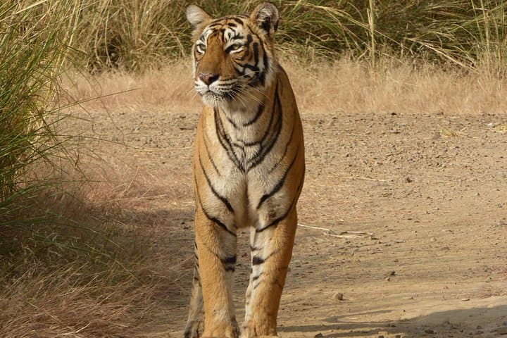 Ranthambore Jeep Safari: How to Spot Tigers & Wildlife in Rajasthan photo 1