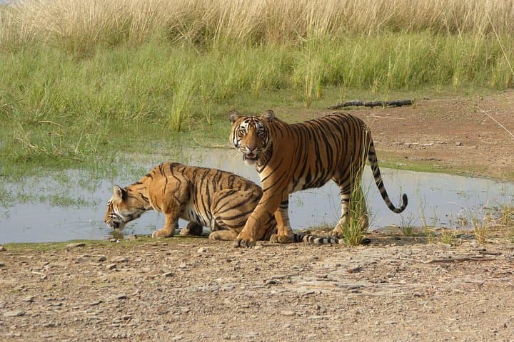 Ranthambore Jeep Safari: How to Spot Tigers & Wildlife in Rajasthan photo 3