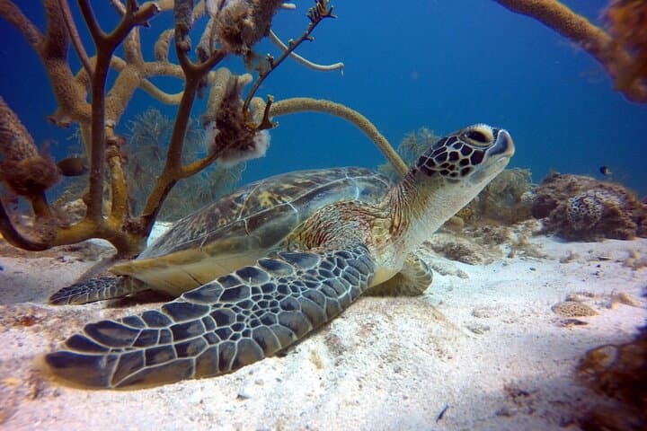 Private First-Time Scuba Dive on Aruba Reef and Antilla Wreck photo 3
