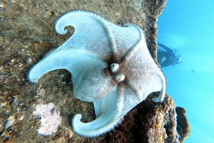 Private First-Time Scuba Dive on Aruba Reef and Antilla Wreck photo 4