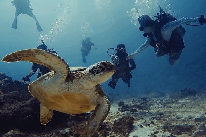 Private First-Time Scuba Dive on Aruba Reef and Antilla Wreck photo 5