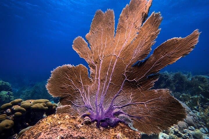 Private First-Time Scuba Dive on Aruba Reef and Antilla Wreck photo 6