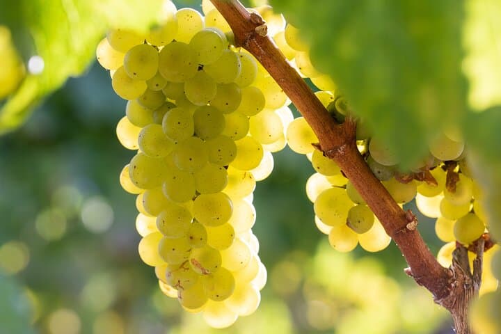Knossos Palace and Peza Valley Winery Day Trip from Heraklion photo 4
