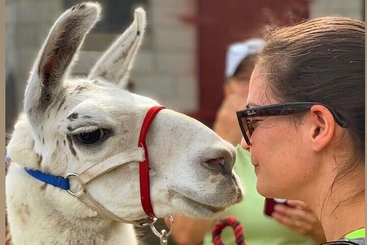 Hudson Valley Llama & Alpaca Hike — Farm Tour and Animal Encounter photo 2