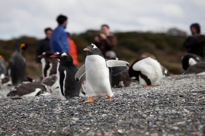 Beagle Channel Penguin Walk: Martillo Island & Les Éclaireurs Lighthouse from Ushuaia