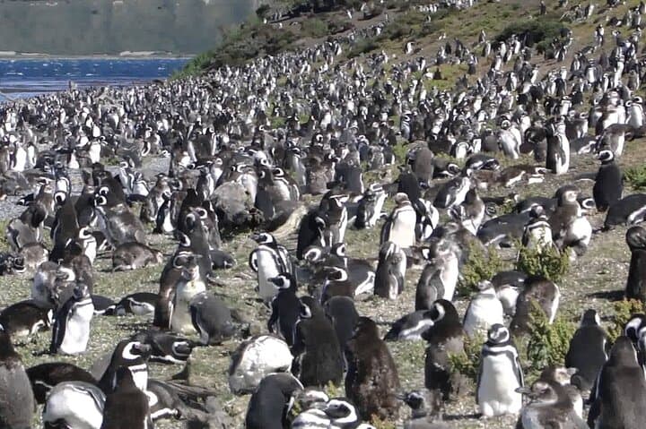 Beagle Channel Penguin Walk: Martillo Island & Les Éclaireurs Lighthouse from Ushuaia photo 4