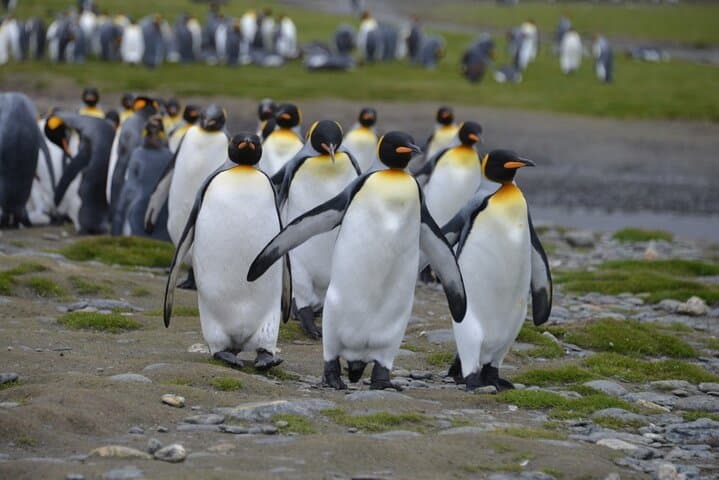 Beagle Channel Penguin Walk: Martillo Island & Les Éclaireurs Lighthouse from Ushuaia photo 5