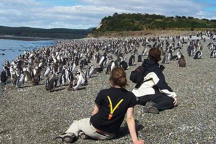 Beagle Channel Penguin Walk: Martillo Island & Les Éclaireurs Lighthouse from Ushuaia photo 3
