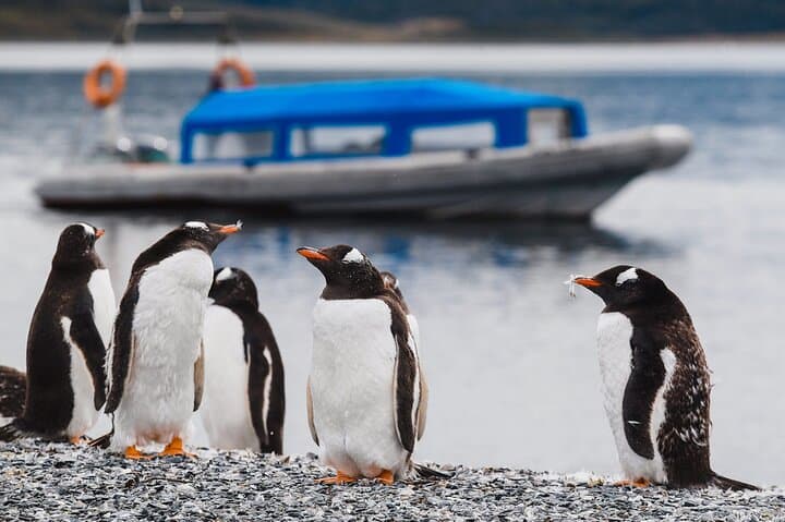 Beagle Channel Penguin Walk: Martillo Island & Les Éclaireurs Lighthouse from Ushuaia photo 6