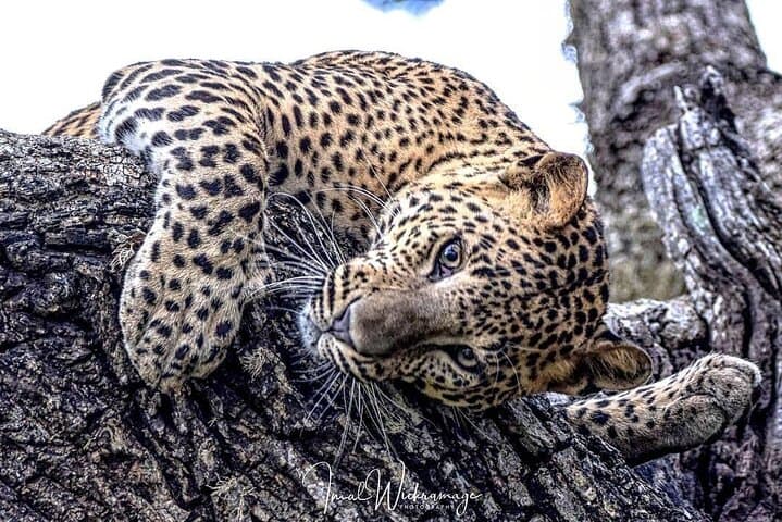 Half-Day Yala Safari: Leopard & Elephant Spotting in 4 Hours