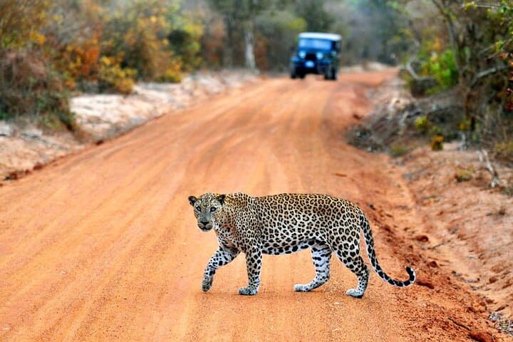 Half-Day Yala Safari: Leopard & Elephant Spotting in 4 Hours photo 2