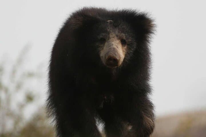 Half-Day Yala Safari: Leopard & Elephant Spotting in 4 Hours photo 3
