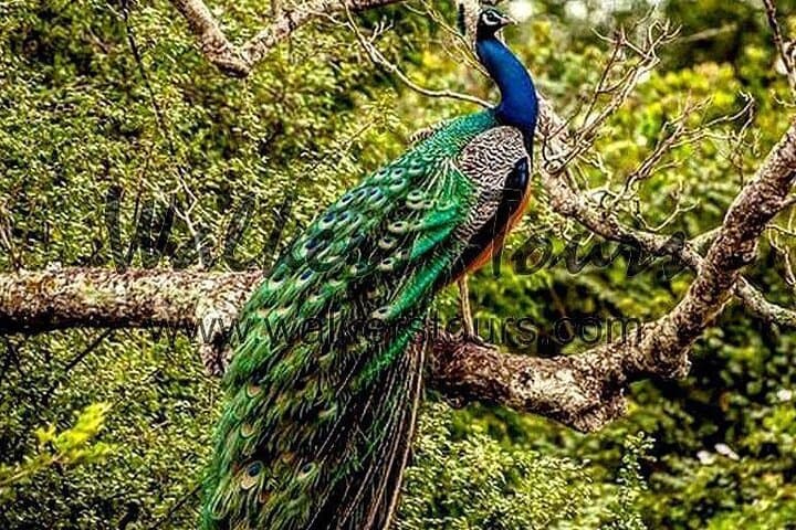 Half-Day Yala Safari: Leopard & Elephant Spotting in 4 Hours photo 4