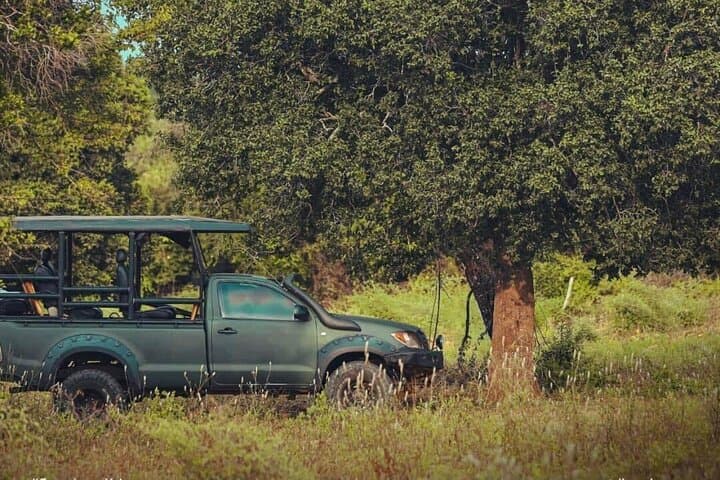 Half-Day Yala Safari: Leopard & Elephant Spotting in 4 Hours photo 6