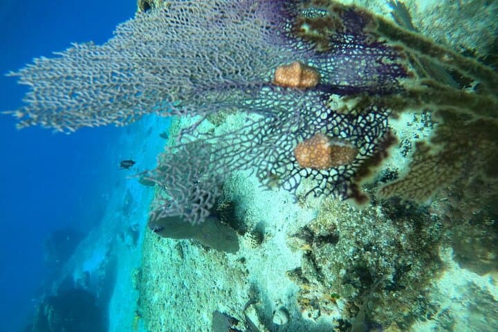 Cozumel Snorkel Tour: Explore Dzul-Ha and Paradise Reefs on Chivis del Mar photo 6