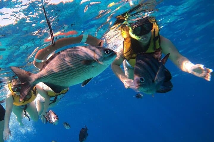 Cozumel Snorkel Tour: Explore Dzul-Ha and Paradise Reefs on Chivis del Mar photo 4