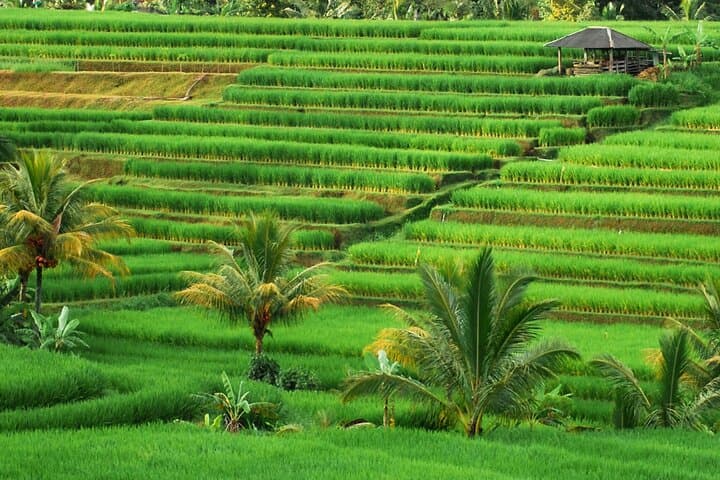 Full-Day Private Water Temples Tour in Bali — Ulun Danu, Jatiluwih & Tanah Lot photo 2