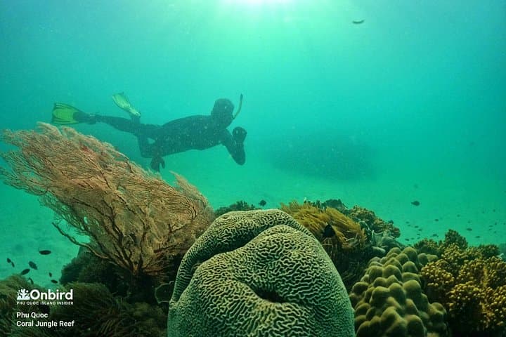 Pro Snorkeling at Phu Quoc's Coral Jungle Reef — Small-Group Eco Tour photo 4
