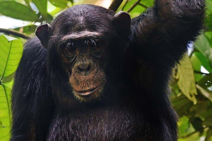 4-Day Kibale and Bwindi Gorilla Trekking Safari: Chimpanzees, Gorillas & Bigodi Wetland photo 4
