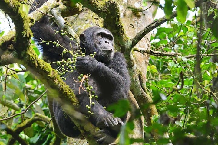 4-Day Kibale and Bwindi Gorilla Trekking Safari: Chimpanzees, Gorillas & Bigodi Wetland photo 6