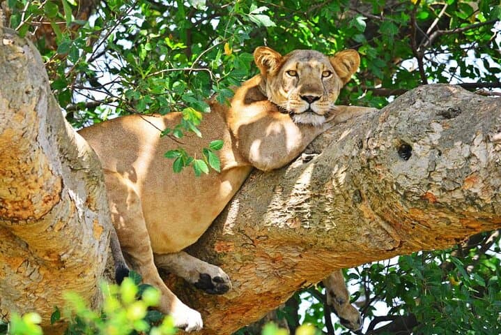 6-Day Uganda Safari: Gorilla Trekking, Lake Mburo & Big Five Encounters photo 4