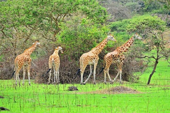 6-Day Uganda Safari: Gorilla Trekking, Lake Mburo & Big Five Encounters photo 5