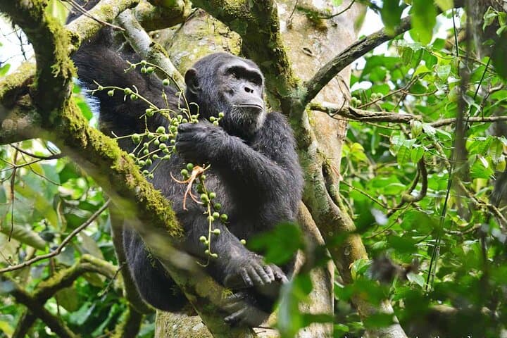 6-Day Uganda Safari: Gorilla Trekking, Lake Mburo & Big Five Encounters photo 6