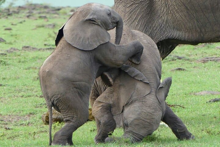 3-Day Private 4x4 Masai Mara Safari: Big Five, Wildebeest River Crossings & Camp Stays photo 2